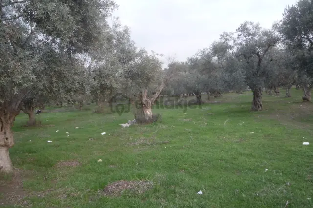 İzmir Torbalı Gold Emlaktan Satılık Zeytin Bahçesi 3