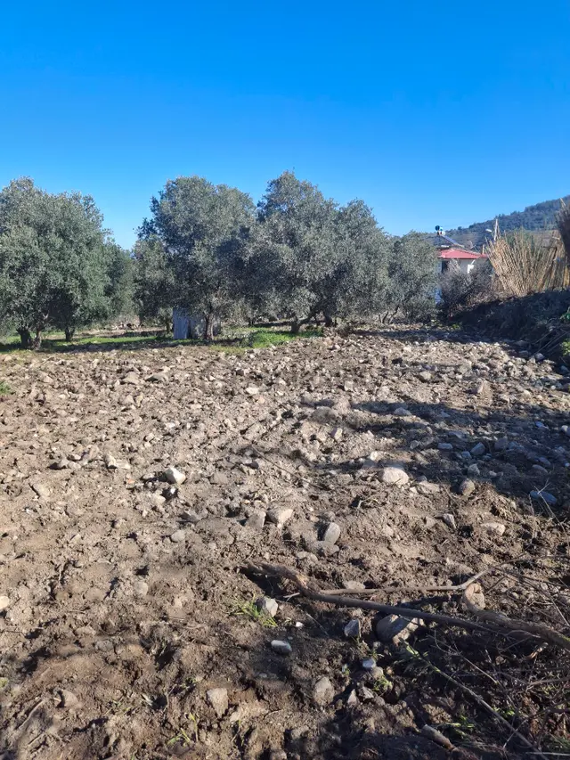 Kuyucak Karapınar Mahallesi Konut İmarlı İçinde Evi Olan Zeytinlikli Arsa 1376 M² 2