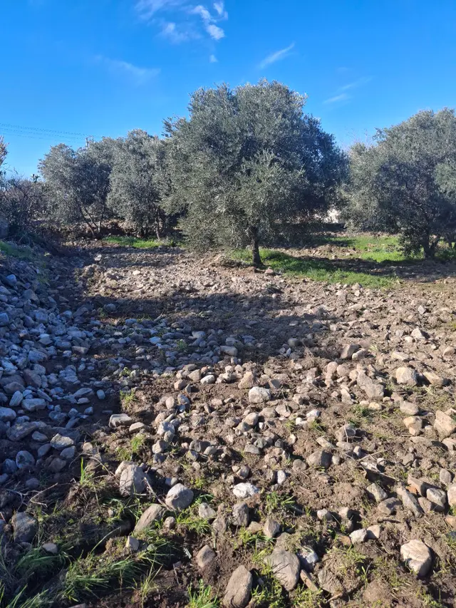 Kuyucak Karapınar Mahallesi Konut İmarlı İçinde Evi Olan Zeytinlikli Arsa 1376 M² 4