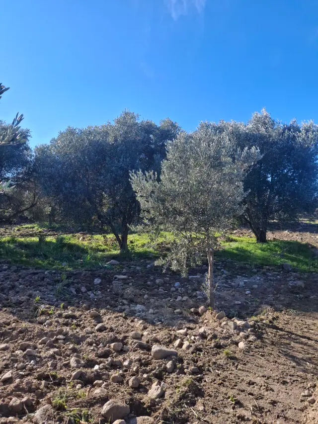 Kuyucak Karapınar Mahallesi Konut İmarlı İçinde Evi Olan Zeytinlikli Arsa 1376 M² 5