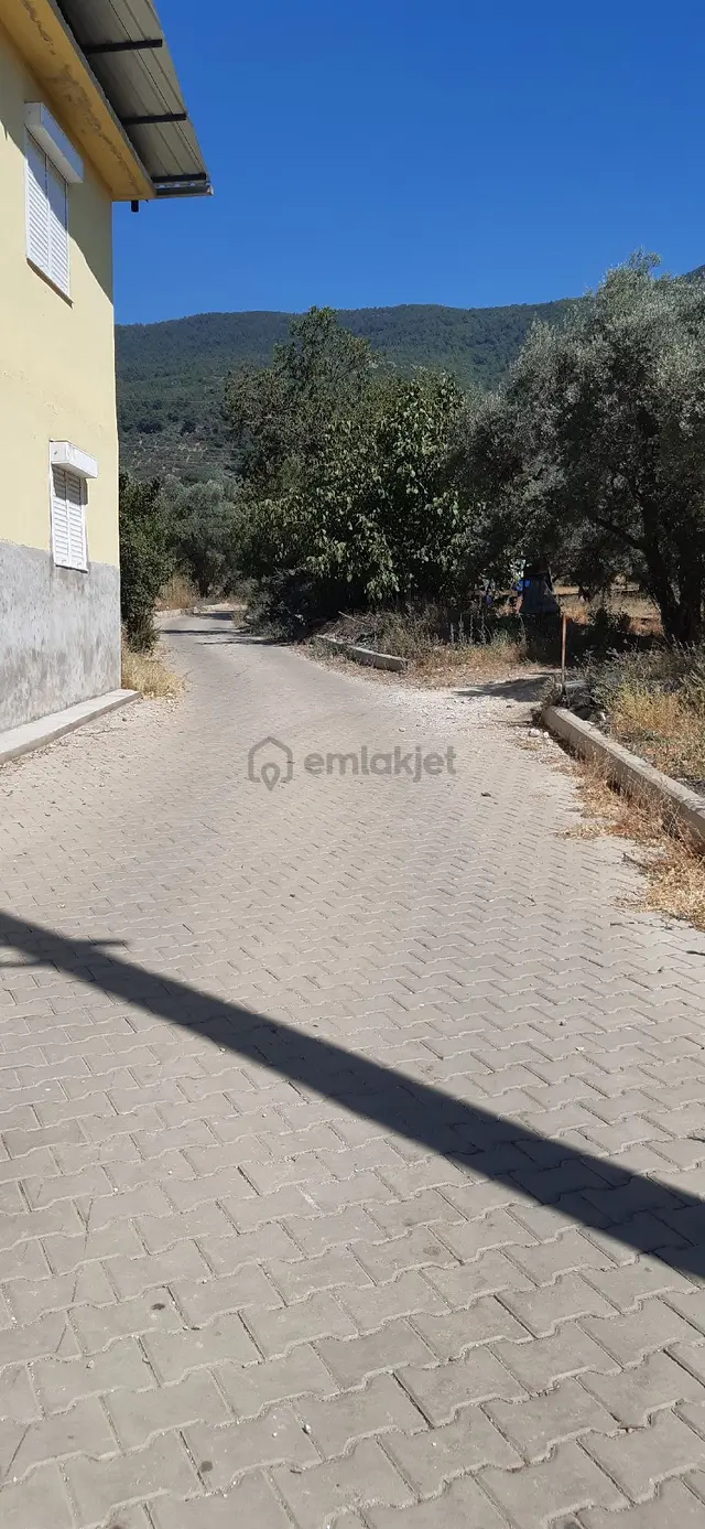 400m2 Köyiçi Zeytinli 3