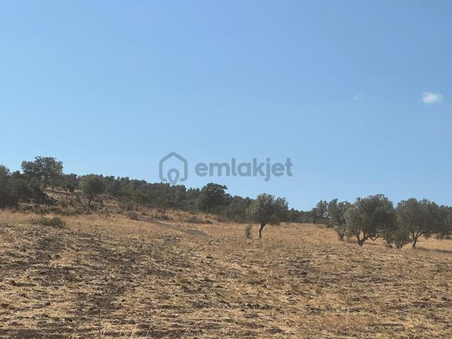 Burhaniye Pelitköy Merkeze Yakın Fırsat Zeytinlik 4