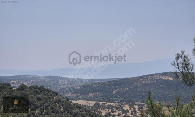 Eu Gayrimenkul'den Paşaköy'de 2360 Metrekare Zeytinlik 3