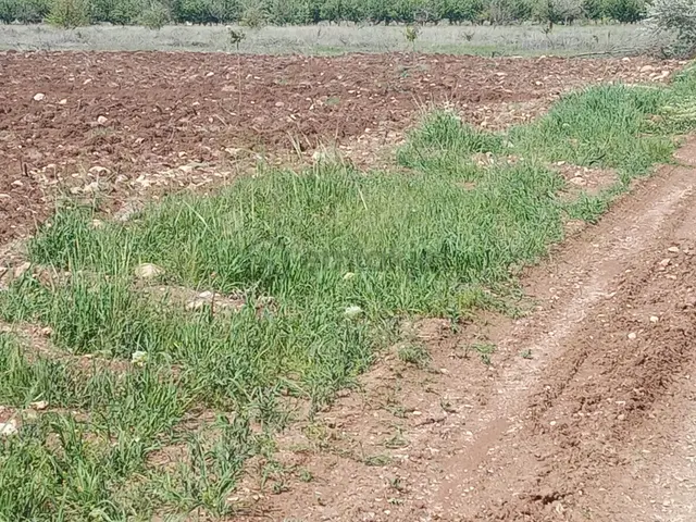 Acilihtiyaçtan Akçadağ Dedeköyde Sulama Kanlının Yanında Satılık 18 Dönüm Sulu Tarla-bahçe 4