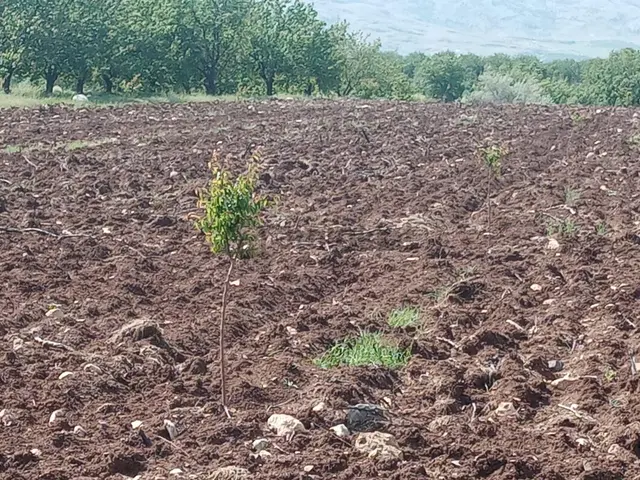 Acilihtiyaçtan Akçadağ Dedeköyde Sulama Kanlının Yanında Satılık 18 Dönüm Sulu Tarla-bahçe 3
