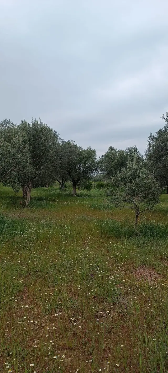 Saruhanlı B.belen Mah. 1.720 M² Tek Tapu Zeytinlik 3
