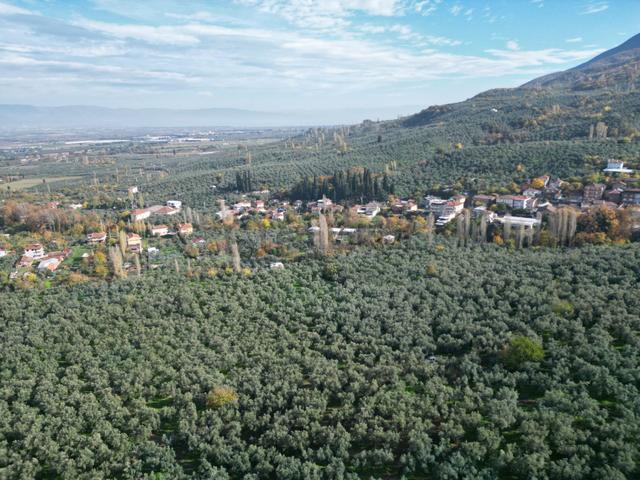 Bursa Orhangazi Karsak Köyü Satılık Zeytinlik 4