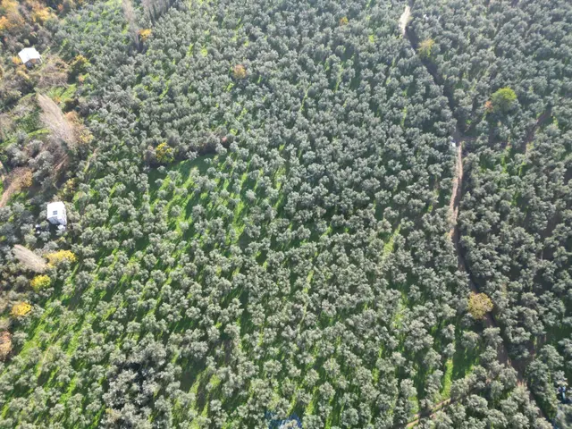 Bursa Orhangazi Karsak Köyü Satılık Zeytinlik 2