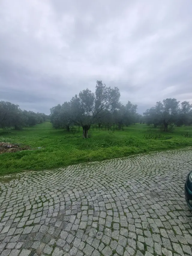 Premar Ayvada'dan Gömeç Karaağaç Sahil'de Villa İmarlı Arsalar 3