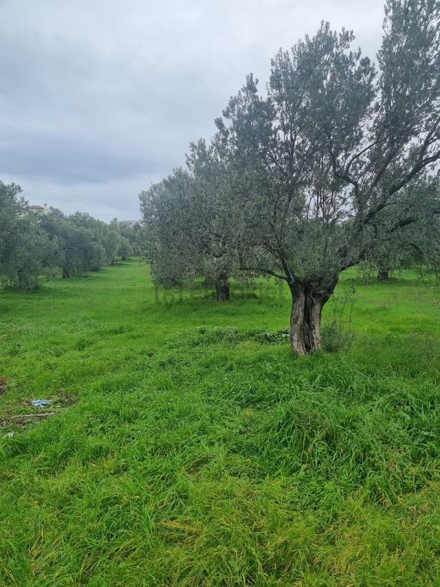 Premar Ayvada'dan Gömeç Karaağaç Sahil'de Villa İmarlı Arsalar 5