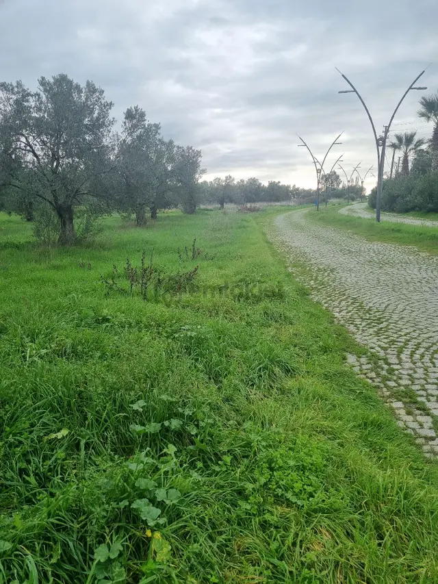 Premar Ayvada'dan Gömeç Karaağaç Sahil'de Villa İmarlı Arsalar 2