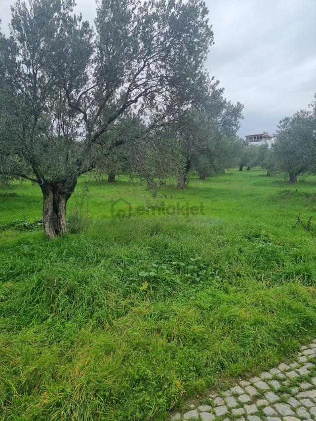 Premar Ayvada'dan Gömeç Karaağaç Sahil'de Villa İmarlı Arsalar 4