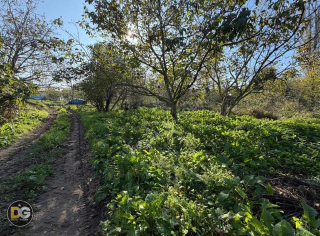 Bursa Mudanya Yalıçiftlik Köyünde Köyiçi Tapulu Yatırımlık Tarla 4
