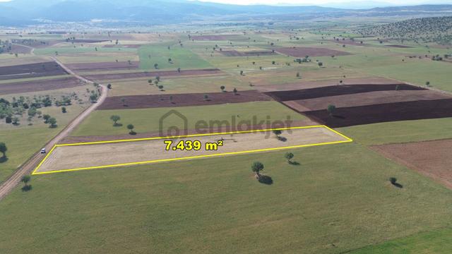 Konya / Akören / Alan 7.439 M² Müstakil Verimli Tarla 1