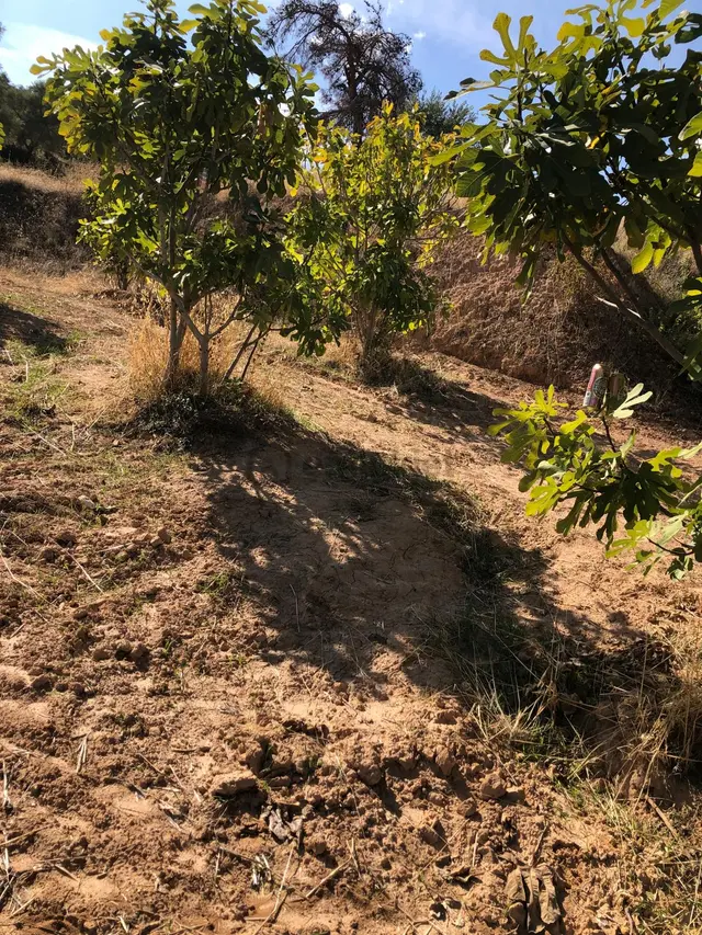 Aydın Bozdoğan Örencik Mahallesinde Satılık Bahçe 4