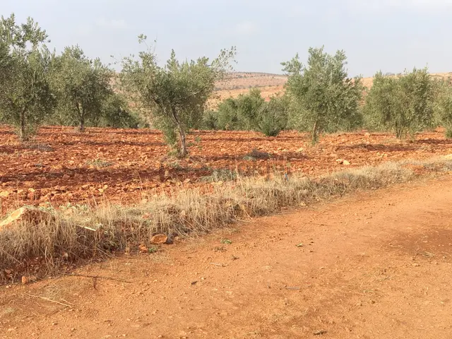 Arif Emlaktan Satılık Oğuzeli Kurtuluşta Tek Tapu İmar Dibi Yatırımlık Arazi 2