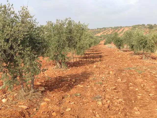 Arif Emlaktan Satılık Oğuzeli Kurtuluşta Tek Tapu İmar Dibi Yatırımlık Arazi 3