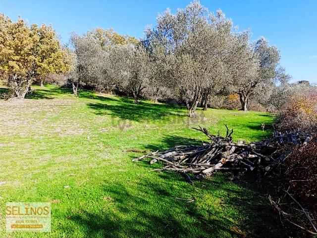 Bergama Çamtepe(mahmudiye)köyü'nün Dibinde Zeytinlik 1