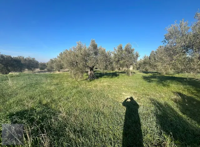 Yenişakran'da Asfalta 400m Mesafede 6293m² Satılık Zeytinlik 3