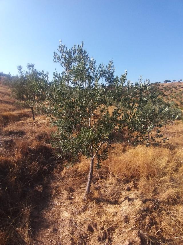 Manisa,demirci Ahmetler Köyünde//köye3km(10dk)yola Cepheli 6dönüm Zeytinlik Satılık 5