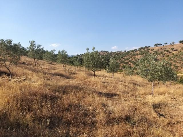 Manisa,demirci Ahmetler Köyünde//köye3km(10dk)yola Cepheli 6dönüm Zeytinlik Satılık 1