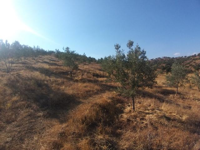 Manisa,demirci Ahmetler Köyünde//köye3km(10dk)yola Cepheli 6dönüm Zeytinlik Satılık 4