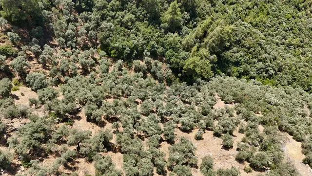 Milas Selimiye Hacıahmetler Ulaşım Yolu Açık 6.611 M2 Zeytinlik 3