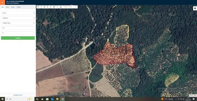 Mudanya Trilye Halilbey'de Acilll Satılık 12.836 M2 Zeytinlik 4