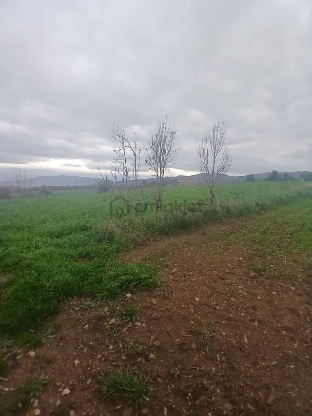 Kiraz Musluklar Mevkisinde 5.847m2 Tala Satılık 3