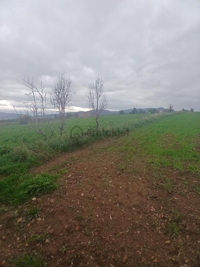 Kiraz Musluklar Mevkisinde 5.847m2 Tala Satılık 2