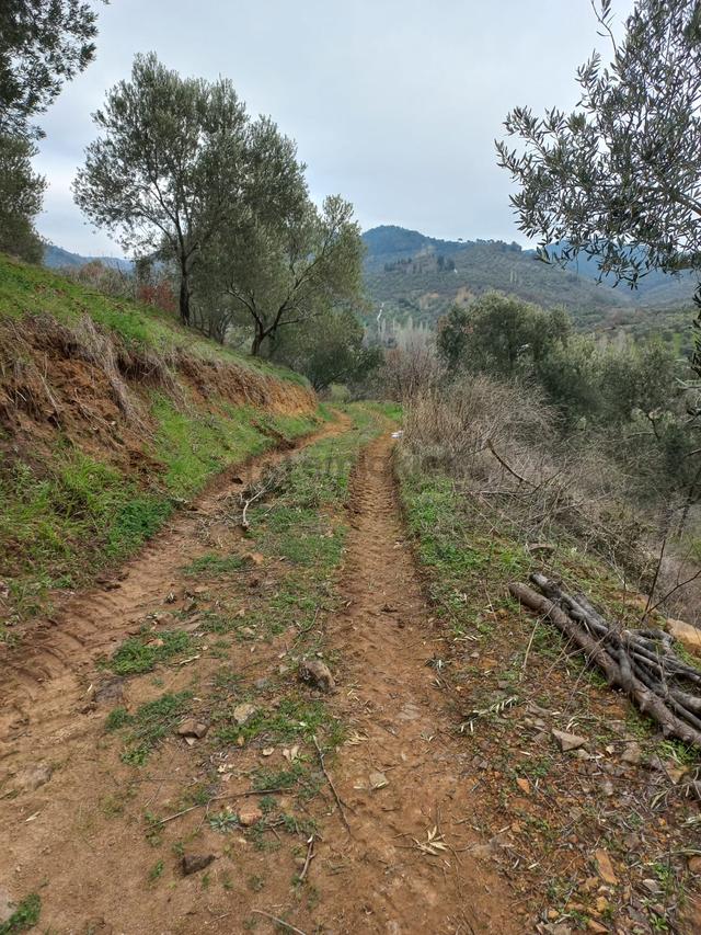 C.21loca'dan Havran Dereören Satılık 1692 M2 Mükemmel Zeytinlik 5