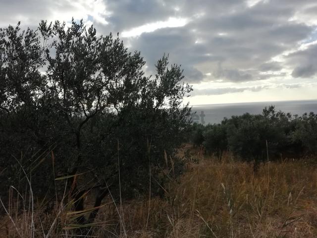 Torunlar Emlaktan Satılık Deniz Manzaralı Yatırımlık Zeytinlik 5