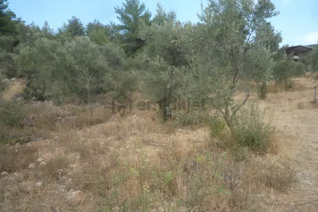 İzmir Torbalı Gold Emlaktan Satılık Zeytinlik 4