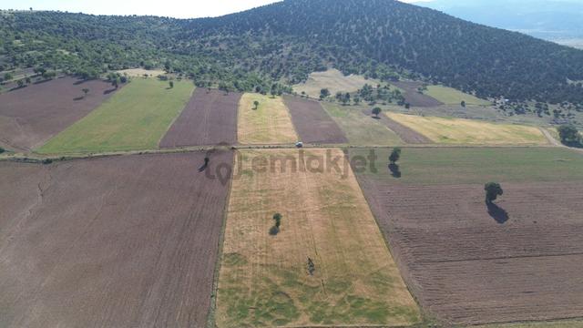 Konya / Akören / Alan Mahallesinde 8.519 M² Müstakil Tapulu Tarla 2