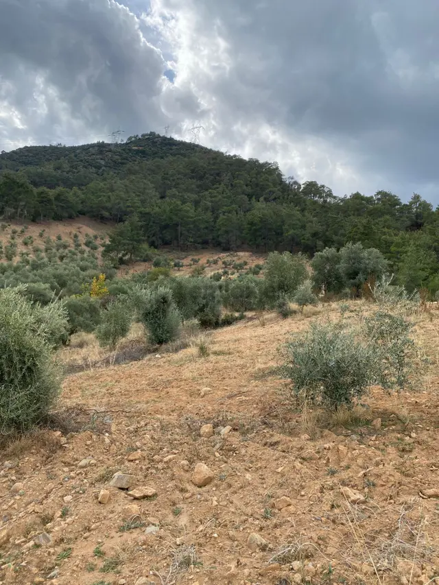 Bozdoğan Kemer Mahallesinde Satılık Zeytinli Tarla 4