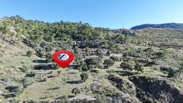 Datça Mesudiyede Panoramik Deniz Manzaralı 7.609m² Zeytinlik 4