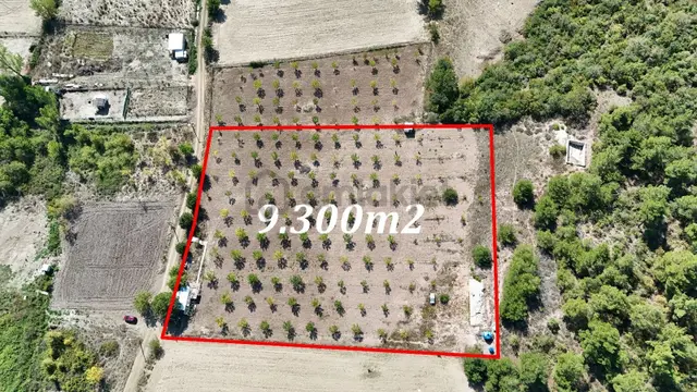 Bursa Yenişehir Marmaracıkta Yapı Kayıtlı Satılık 9300 M² Bahçe 1