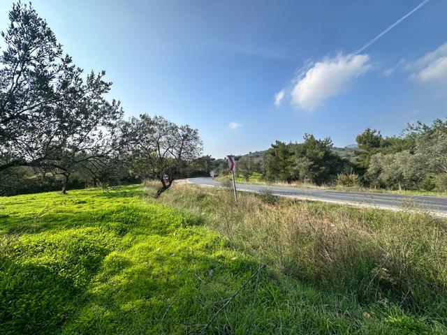 Mera Emlaktan Çamcı Mh Asfalt Cepheli 7.700m2 Müstakil Zeytinlik 5