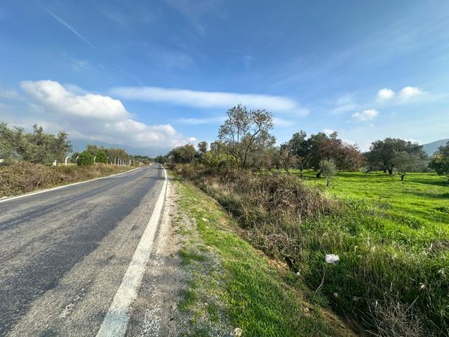 Mera Emlaktan Çamcı Mh Asfalt Cepheli 7.700m2 Müstakil Zeytinlik 3