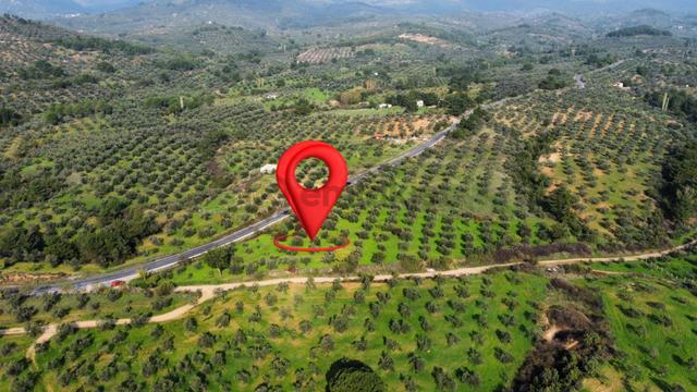Mera Emlaktan Çamcı Mh Asfalt Cepheli 7.700m2 Müstakil Zeytinlik 2