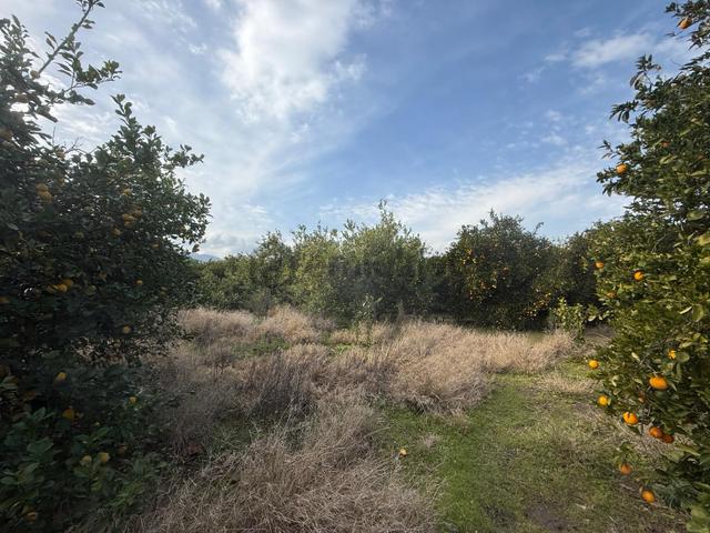 Muğla Ortaca Güzelyurtta 1.950 M² Arsa Satılık 4