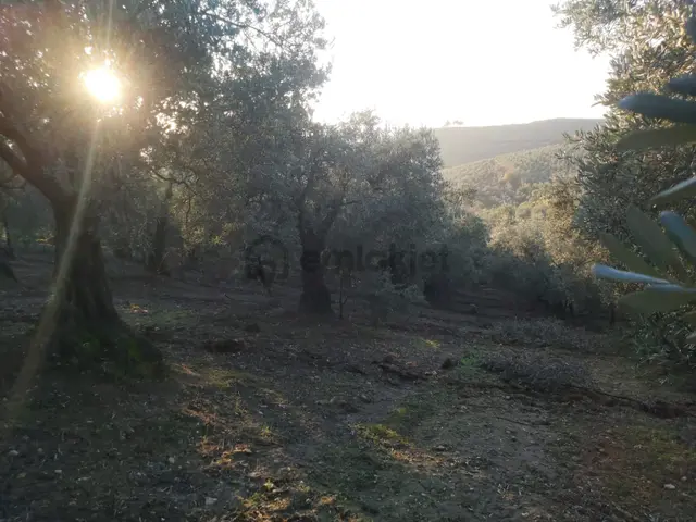 Rt Safir'den Dereköy De Kadastrol Yolu Olan Bakımlı Zeytinlik 4