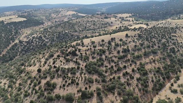 Konya / Akören / Belkuyu Mahallesinde 2.032 M² Müstakil Tapulu Tarla 2