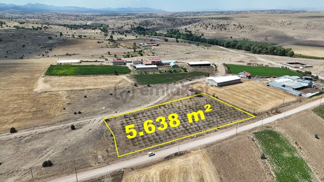 Konya / Akören / Tülce'de 300 Ağaçlık 5.638 M² Tarla Satılık 3