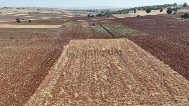Konya / Akören / Tülce Mahallesinde 2.498 M² Müstakil Tapulu Tarla 2