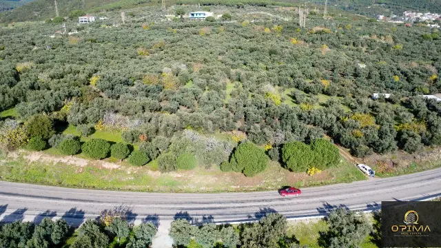 Opıma Emlaktan Çeltikçide Ana Caddeye Cephe Satılık Fırsat Zeytinlik 4