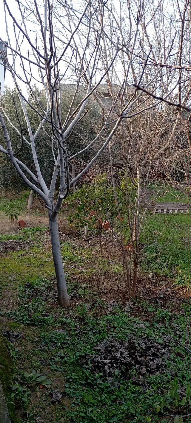 Bahçelievlerde Fırsat Arsa//villa'lık//6 Dairelik 3