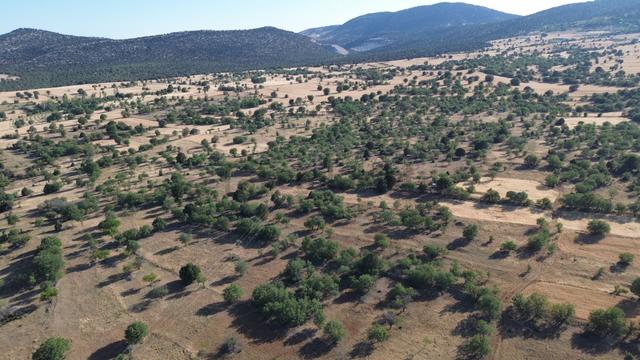 Konya / Güneysınır / Kurukavak Mahallesinde 1.211 M² Müstakil Tapulu Tarla 2