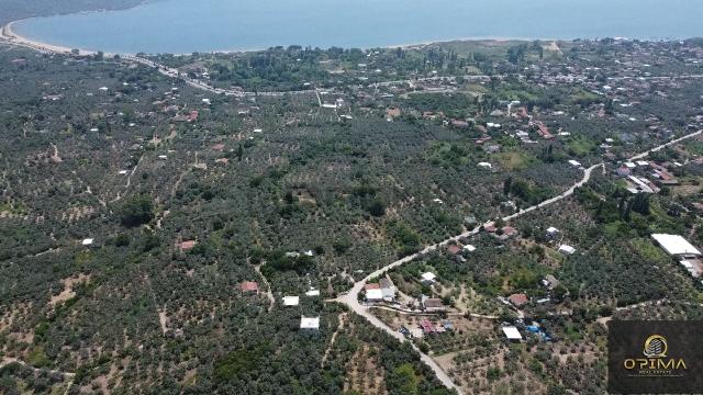 Opima Emlakta Belkıs'ta Ana Caddeye Yakın 875m² Satılık Zeytinlik 3