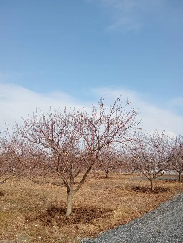 Malatya Battalgazi 9000 Metrekare Kayısı Bahçesi Kuzey Marmara Yoluna Cephe 4
